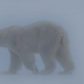 Polar Bear in a snow storm