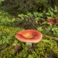 Little Red Mushroom 