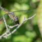 Dragonfly Pose