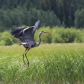 High Flight - Great Blue Heron:   Sunward I've climbed, and joined the tumbling mirth Of sun-split clouds - and done a hundred things