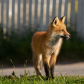 Red fox in evening light.