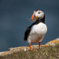 Atlantic puffin with grass