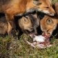 Mom feeding fox kits.