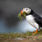 Puffin with nest material 