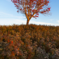 Autumn Tree