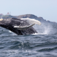 Humpback whale breach under lighthouse