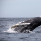 Lopping Humpback Whale