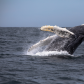 Playful Humpback Whale