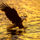 Bald Eagle at Sunrise