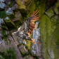 Juvenile Bald Eagle with Atlantic Puffin