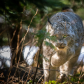 Canadian Lynx