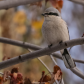 Northern Shrike aka The Butcher Bird