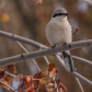 Northern Shrike