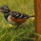 Spotted Towhee