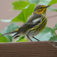 Warbler Visits my Yard