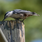 White Breasted Nuthatch