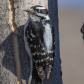 Woodpecker