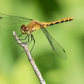 Dragonfly Resting