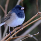 Dark Eyed Junco