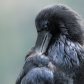 Raven Preening