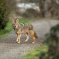 Trail Coyote