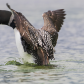 Spring Loon Stretch