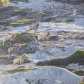 The Rams of Jasper