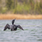 The Dance of the Loon
