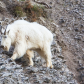 Mountain Goat Traverse