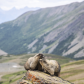Marmot Romance