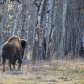 Dawn Bison 