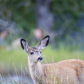 Fawn in the Park