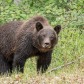 Grizzly Approaching