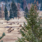 East Kootenay Elk Country