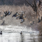 Flight of the Mallards