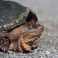 Snapping Turtle