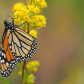 Monarch