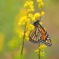 Monarch
