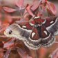 Columbia silkmoth