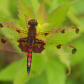 Calico Pennant