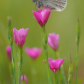On a pink pedestal