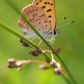 Salt Marsh Copper