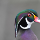 Portrait of a Wood Duck