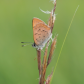 Salt Marsh Copper