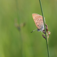 Salt Marsh Copper