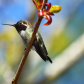 Hummingbird 