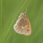 Maritime Ringlet