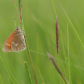 Maritime Ringlet