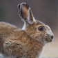 Misty Morning Hare