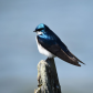 Tree Swallow